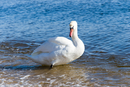 White swan at Baltic sea.