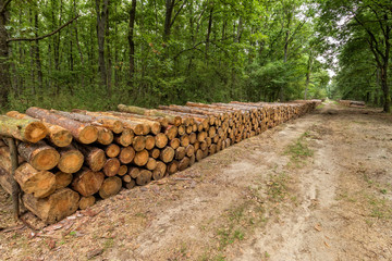 Big pile of wood