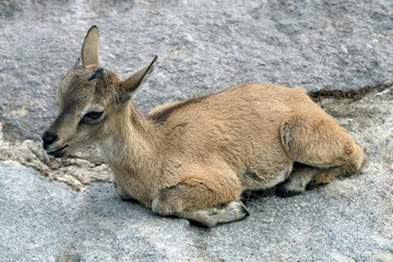 young mountain kid in a zoo