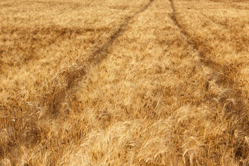 Golden wheat field and sunny day
