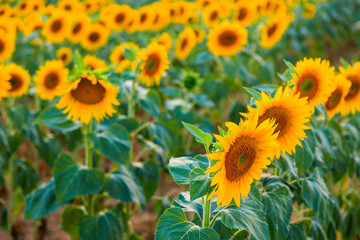 Sunflower field