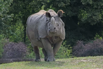 Crédence de cuisine en verre imprimé Rhinocéros Indian rhinoceros walking in the Warsaw Zoo