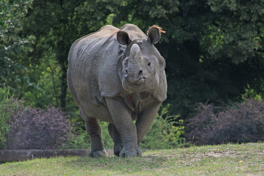 Indian rhinoceros walking in the Warsaw Zoo