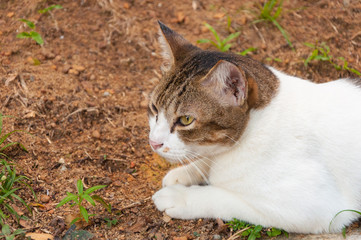 white-brown cat on ground