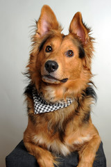 Hund mit Halstuch