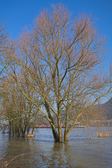 Fototapeta na wymiar Hochwasser am Rhein
