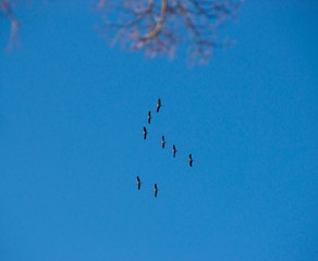 Kraniche (Grus grus) fliegen vor blauem Himmel, Deutschland