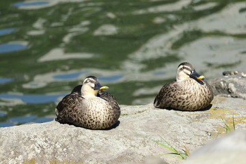カルガモ/番の日光浴