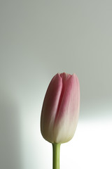 tulipan