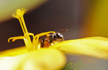 close up bee