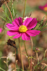 Obraz premium pink flower