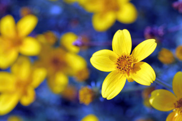 Yellow flowers with a blue background.