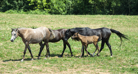Arabian Horses in Catalunya