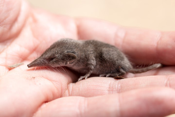 shrew mouse