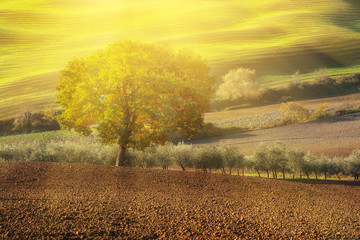 Fototapeta na wymiar Tuscan fields and trees in a beautiful valley, natural outdoor sunny landscape background