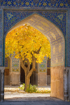 Beautiful tree with yellow leaves framed in arch of Shah Mosque