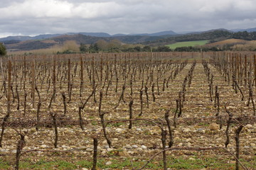 Fototapeta premium Vigne dans le Razès,Aude