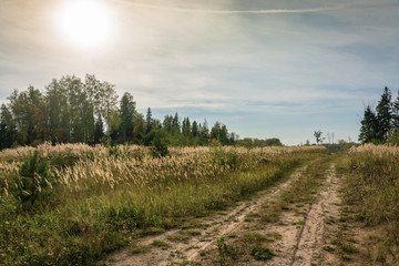 Forest road in early fall.