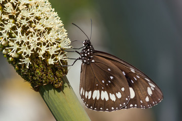 Butterfly on Australian Grass Tree blossoms, Xanthorrhoea
