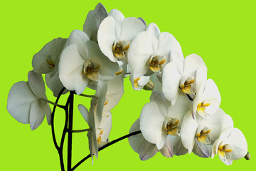 Naklejka na ściany i meble Graceful flower orchid