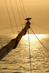 Seagull on trebuchet at the sunset