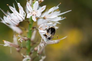 bumblebee in white flower