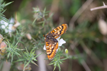 Buterfly macro