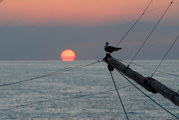 Seagull on trebuchet at the sunset