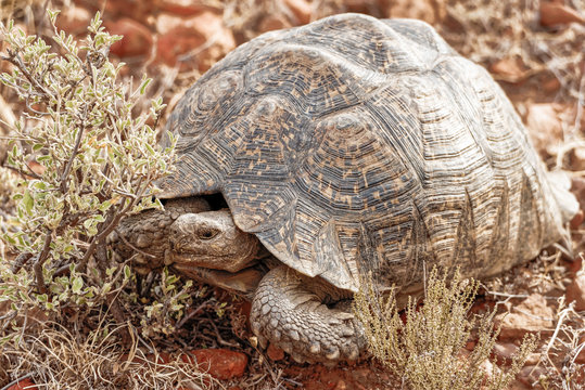Leopard Tortoise