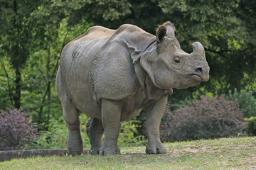 Rhinocéros indien marchant dans le zoo de Varsovie