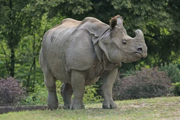 Crédence en verre imprimé Rhinocéros Rhinocéros indien marchant dans le zoo de Varsovie