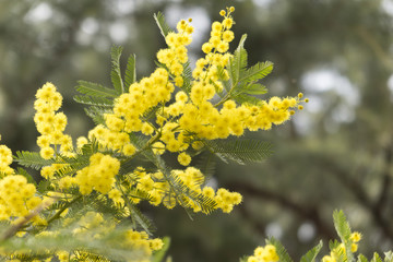 mimosa flower in the garden