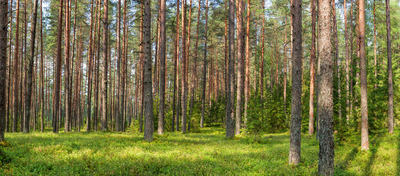 Panoramic view of fir forest on a summer day