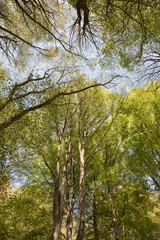 Fototapeta premium Beech Forest