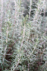 Rosemary bushes in close macro view