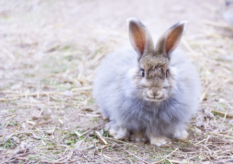 Angora rabbit on  straw