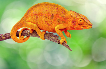 caméléon sur branche sèche © Unclesam