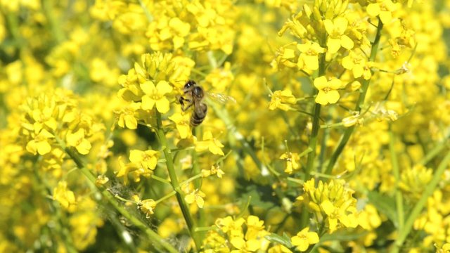 Bee pollinates yellow rape oilseed flowers in the field in spring.