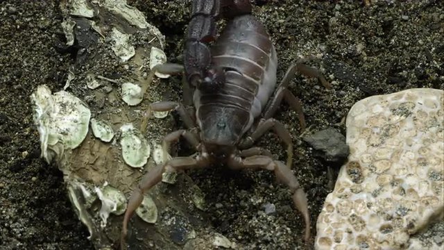 Transvaal Fat-tailed Scorpion on the ground.