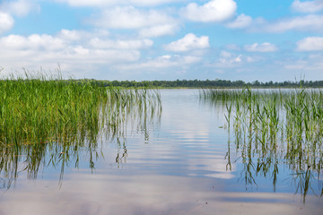 pond and water plants at summer day