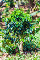 Waterfalls in Topes de Collantes