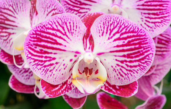 Phalaenopsis orchid hybrids. Beautiful close up pink orchid bloo