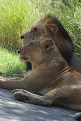 coppia di leoni mschio e femmina