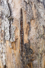 frost cracks tree trunk