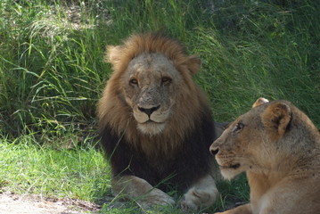 Obraz na płótnie Canvas leoni maschio e femmina