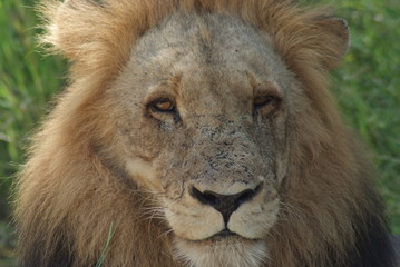 Obraz na płótnie Canvas leone nella savana sudafrica