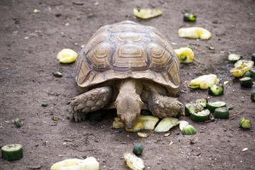 African spurred tortoise eating