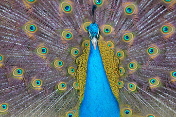 Obraz premium Portrait of beautiful peacock with feathers out..