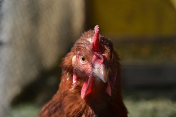 Hen walking on the barnyard. Young chicken standig alone on barn yard with the chicken coop