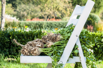 Autumn vegetables. Celery on chair in the garden.